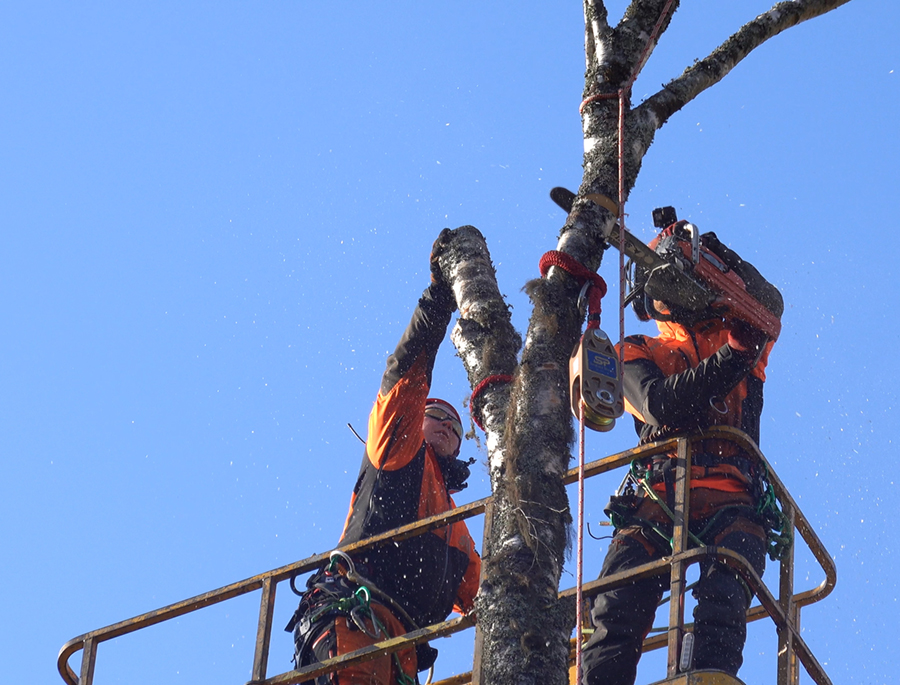 arborists